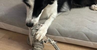 Perro jugando con su juguete favorito