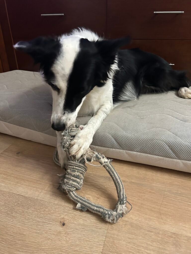 Perro jugando con su juguete favorito